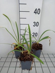 Agapanthus 'RFDD' (Double Diamond) - pot 9x9 cm