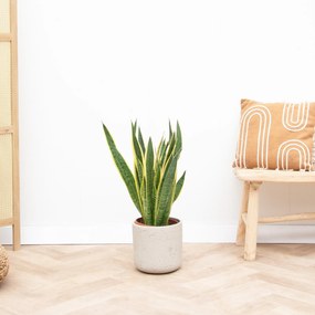 Sansevieria Laurentii - 90cm