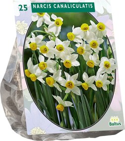 Baltus 'Narcis Canaliculatis' - voorjaarsbloeiers - 25 bollen