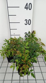 Aruncus 'Horatio' - pot 9x9 cm