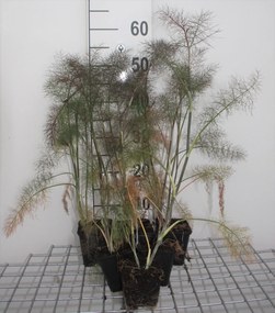 Foeniculum vulgare 'Giant Bronze' - pot 9x9 cm (Venkel 'Bronzen Bladvenkel' / 'Giant Bronze') -