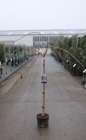 Prunus 'Kiku-shidare-zakura' - pot 10L - geënt op stamhoogte 120 cm