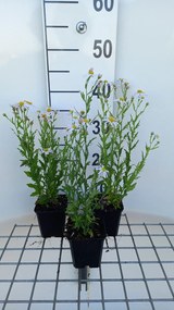 Kalimeris mongolica 'Mon Jardin' - pot 9x9 cm