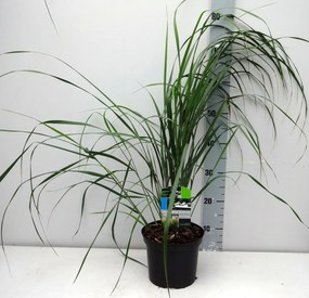 Calamagrostis x acutiflora 'Karl Foerster' - pot 3L -