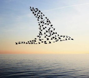 Ilustratie Flock of birds in bird formation flying above sea, Tim Robberts, (40 x 35 cm)