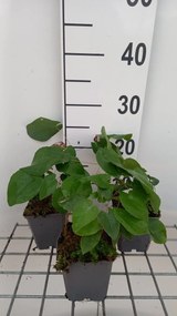 Epimedium pubigerum 'Orangekönigin' - pot 9x9 cm -
