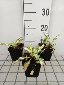 Hosta 'Fireworks' - pot 9x9 cm -