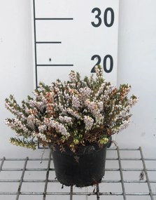 Erica x darleyensis 'White Perfection' - pot 1,3L - 15-20 cm -