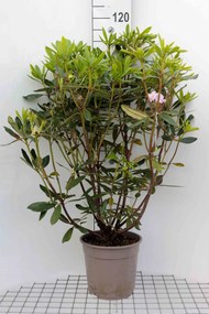 Rhododendron ponticum - pot 15L - 80+ cm -