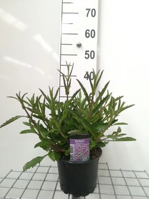 Verbena bonariensis - pot 2L -
