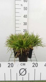 Luzula pilosa 'Igel' - pot 9x9 cm