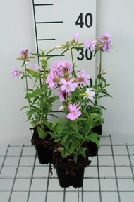 Saponaria officinalis 'Rosea Plena' - pot 9x9 cm