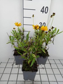 Coreopsis grandiflora 'Sunray' - pot 9x9 cm