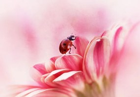 Ilustratie Ladybird on Gerbera, Ellen van Deelen