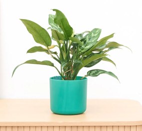 Aglaonema Maria - 30cm