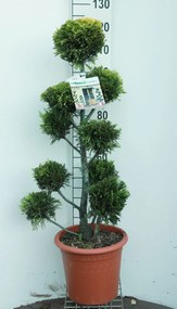 x Cupressocyparis leylandii 'Gold Rider' - pot 14L - pompon