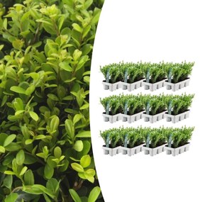 Combideal - pack Ilex Crenata 'Jenny' - 15cm