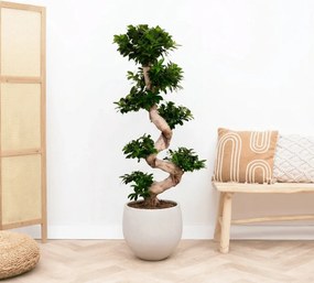 Ficus Microcarpa Ginseng s-vorm - 160cm
