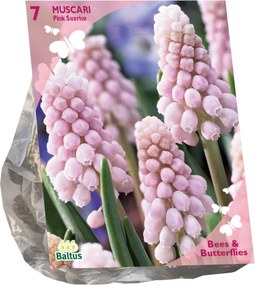 Baltus Bees & Butterflies 'Muscari Pink Sunrise' voorjaarsbloeiers - Roze - 7 bloembollen