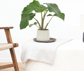 Alocasia Low Rider - 40cm