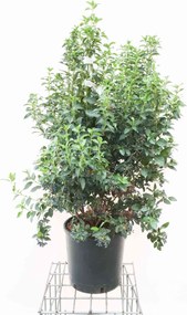 Viburnum tinus 'Eve Price' - pot 18L - 80-100 cm