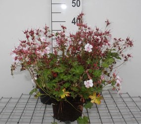 Geranium x cantabrigiense 'Biokovo' - pot 2L