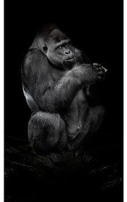Goossens Schilderij Tarongoo Zoo Gorilla, 70 x 118  cm