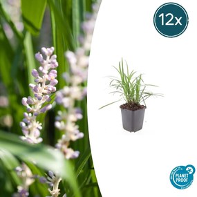 Liriope Muscari 'Moneymaker' - 20cm