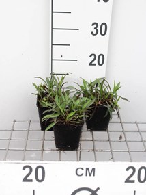 Aster novi-belgii 'Patricia Ballard' - pot 9x9 cm