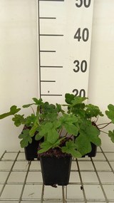 Tiarella 'Spring Symphony' - pot 9x9 cm -