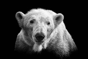 Foto Polar bear on black, © Christian Meermann