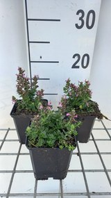 Teucrium chamaedrys 'Nanum' - pot 9x9 cm -