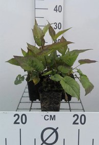 Aster divaricatus - pot 9x9 cm -