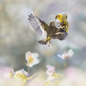 Foto Spinus in the spring, Martine Benezech