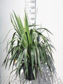 Yucca gloriosa - pot 10L - 50-60 cm