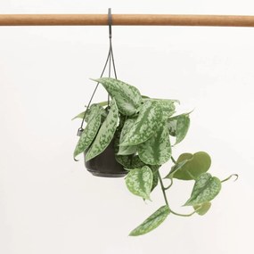 Scindapsus Pictus Trebie hangplant - 40 cm