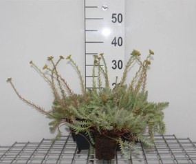 Sedum reflexum 'Blue Spruce' - pot 9x9 cm