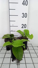 Trachystemon orientalis - pot 9x9 cm -