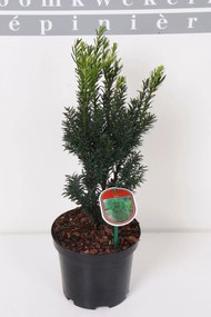 Taxus x media'Hillii'- pot - 30-40 cm