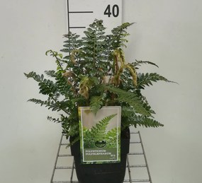 Polystichum polyblepharum - pot 2L