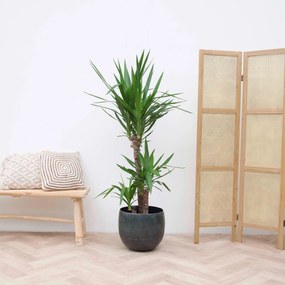 Yucca Elephantipes - 150cm