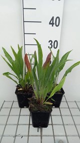Echinacea pallida 'Hula Dancer' - pot 9x9 cm -