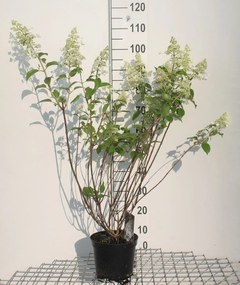 Hydrangea paniculata 'Kyushu' - pot - 40-50 cm -