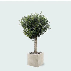 Combi deal - Olijfboom Olea Lorc inclusief Grigio Cube - 180 cm