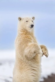 Foto Polar bear standing, Patrick J. Endres, (26.7 x 40 cm)