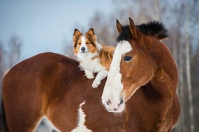 Foto Draft horse and red border collie dog, vikarus