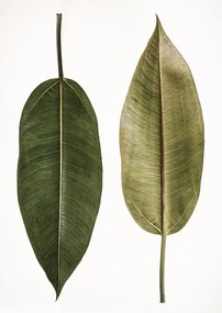 Foto Leaf Study 05, Shot by Clint