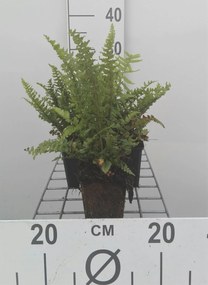 Dryopteris affinis 'Pinderi' - pot 9x9 cm -