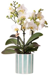 Orchidee (Phalaenopsis) inclusief pot 'Painted Stripe'
