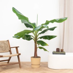 Bananenplant XL - 200cm